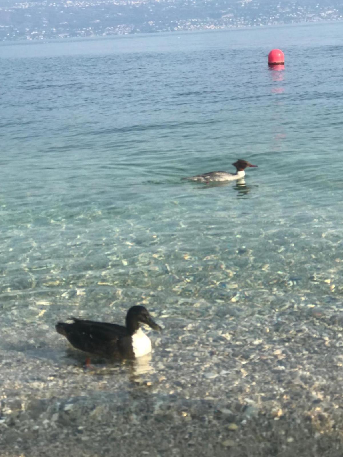 Corte Cardo Manerba del Garda Exteriör bild